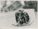Image of Alexander Gull [not a gull - a hawk]